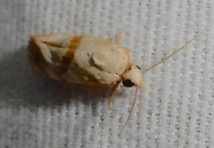 Platphalonidia felix