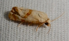 Platphalonidia felix