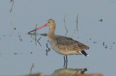 Limosa limosa