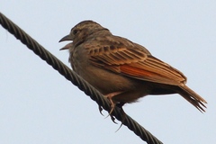 Mirafra assamica
