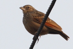 Mirafra assamica