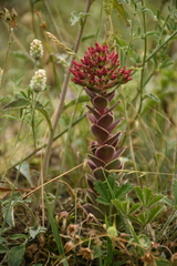 Prometheum sempervivoides
