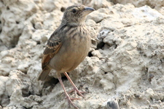 Mirafra assamica