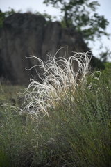 Stipa pennata