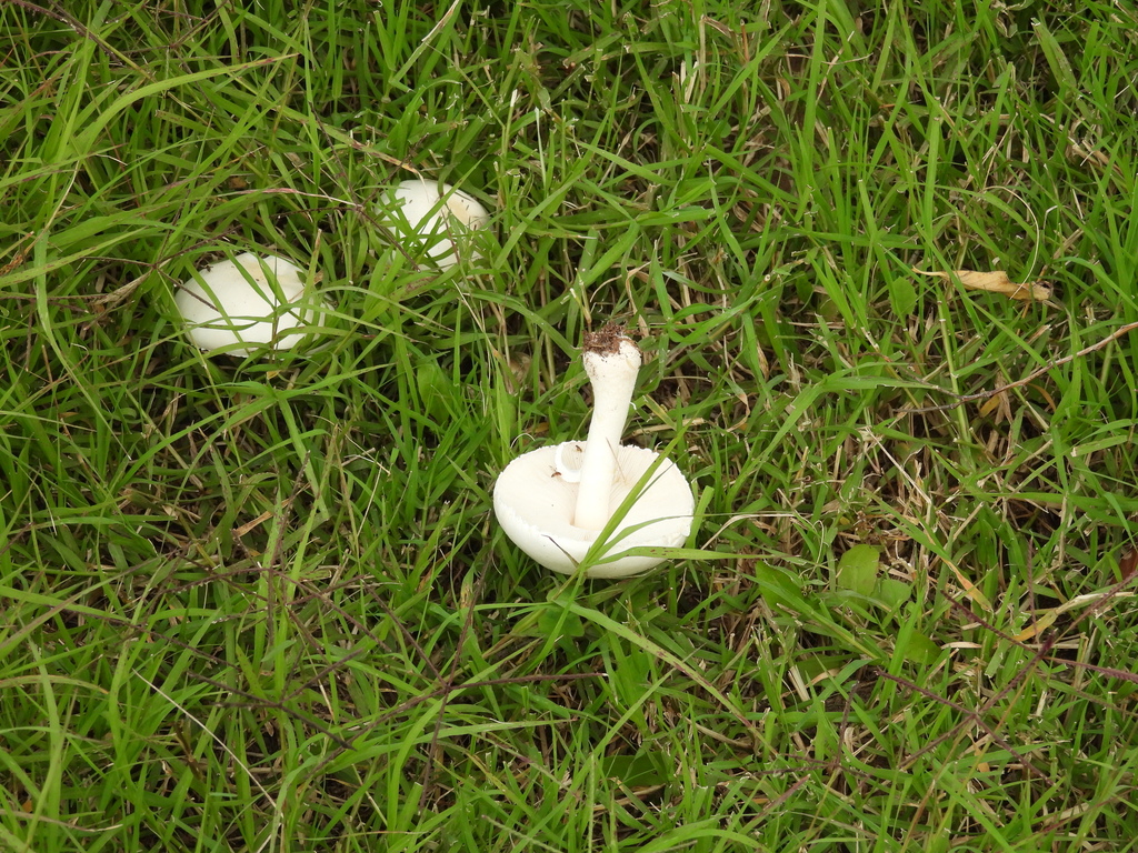 Leucocoprinus leucothites · April 2025 · photo: © ferferrari (iNaturalist, cc0)