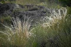 Stipa pennata
