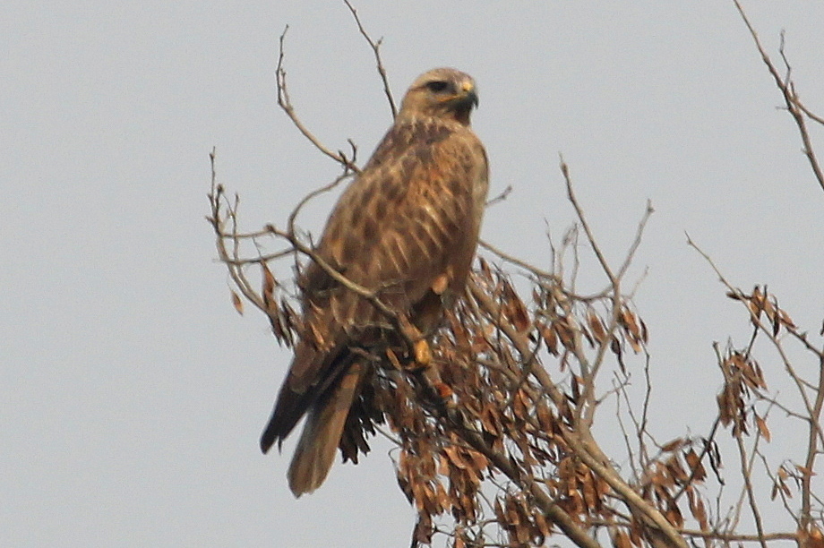 Long-legged Buzzard