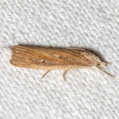 Thopeutis forbesellus