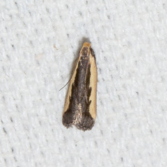 Dichomeris setosella