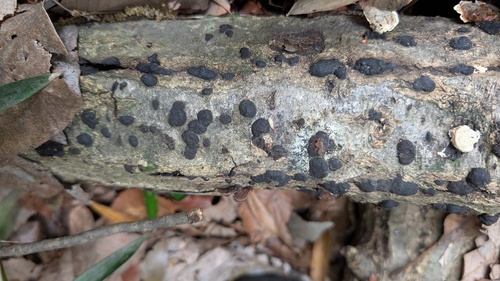 Annulohypoxylon truncatum