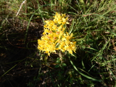 Solidago nitida