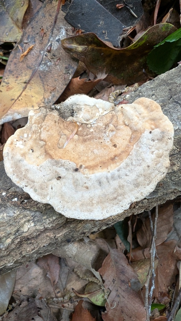 Trametes orientalis · April 2025 · photo: © atsushi_nakajima_cirque (iNaturalist, cc-by)