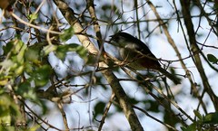 Microspingus cabanisi