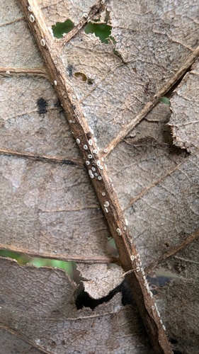 Pyrenopeziza protrusa