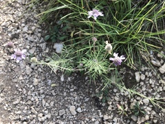 Scabiosa canescens