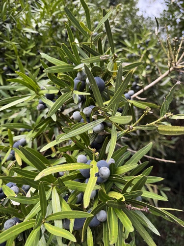 Podocarpus observed 2025-04-25