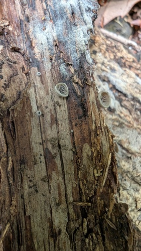 Resupinatus applicatus