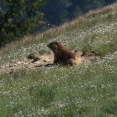 Marmota olympus