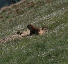 Marmota olympus