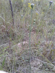 Carphephorus pseudoliatris