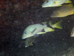 Haemulon carbonarium