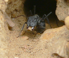 Camponotus eugeniae