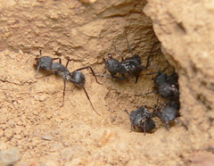 Camponotus eugeniae