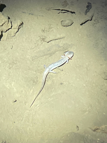 Cascade Caverns Salamander, Eurycea latitans
