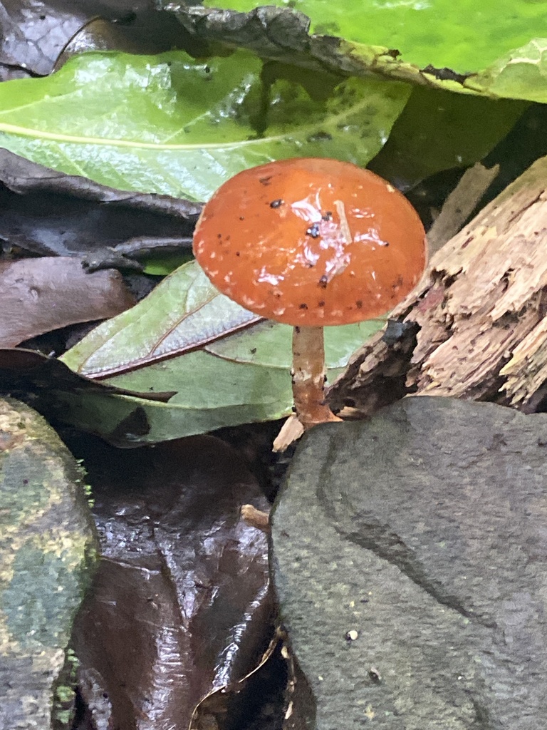 Leratiomyces ceres · April 2025 · photo: © rich_fuller (iNaturalist, cc0)