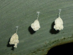 Microstigmus
