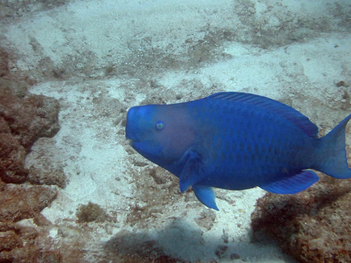 Blue Parrotfish