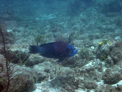 Scarus coelestinus