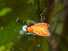 Micrathena clypeata