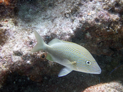 White Grunt photo 5