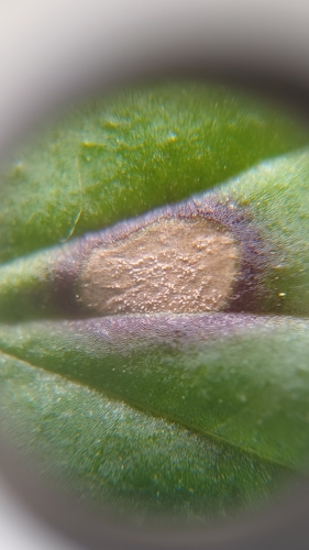 Pseudocercospora gei observed 2025-04-25