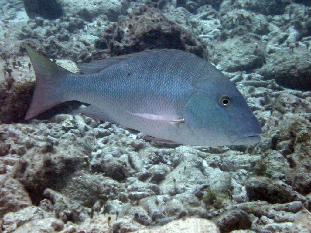 Mutton Snapper (Saltwater Fish of Mississippi) · iNaturalist