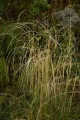 Stipa pennata