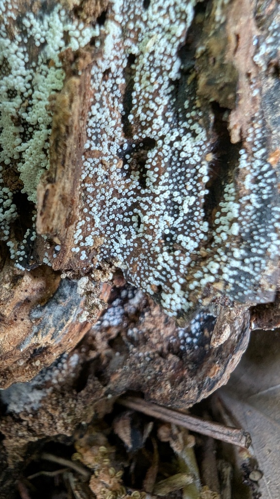Henningsomyces candidus · April 2025 · photo: © atsushi_nakajima_cirque (iNaturalist, cc-by)