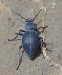 Tentyria rotundata