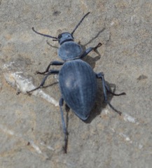Tentyria rotundata