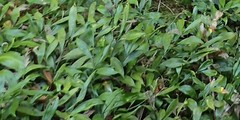 Ruscus colchicus