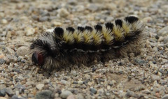 Ctenucha virginica