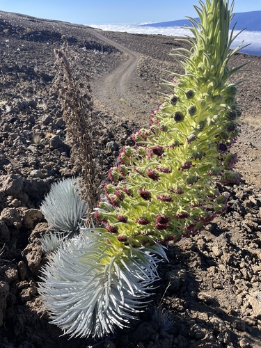 Argyroxiphium sandwicense ssp. sandwicense