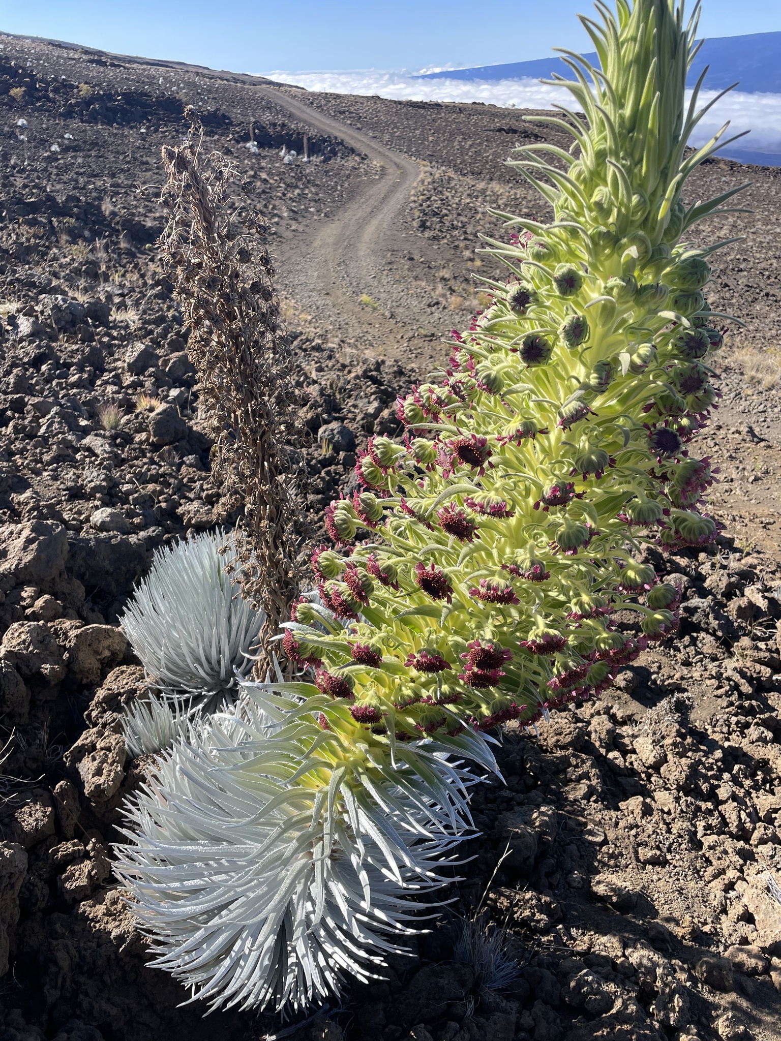 Argyroxiphium sandwicense ssp. sandwicense