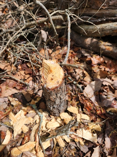iNaturalist observation 2025-04-26