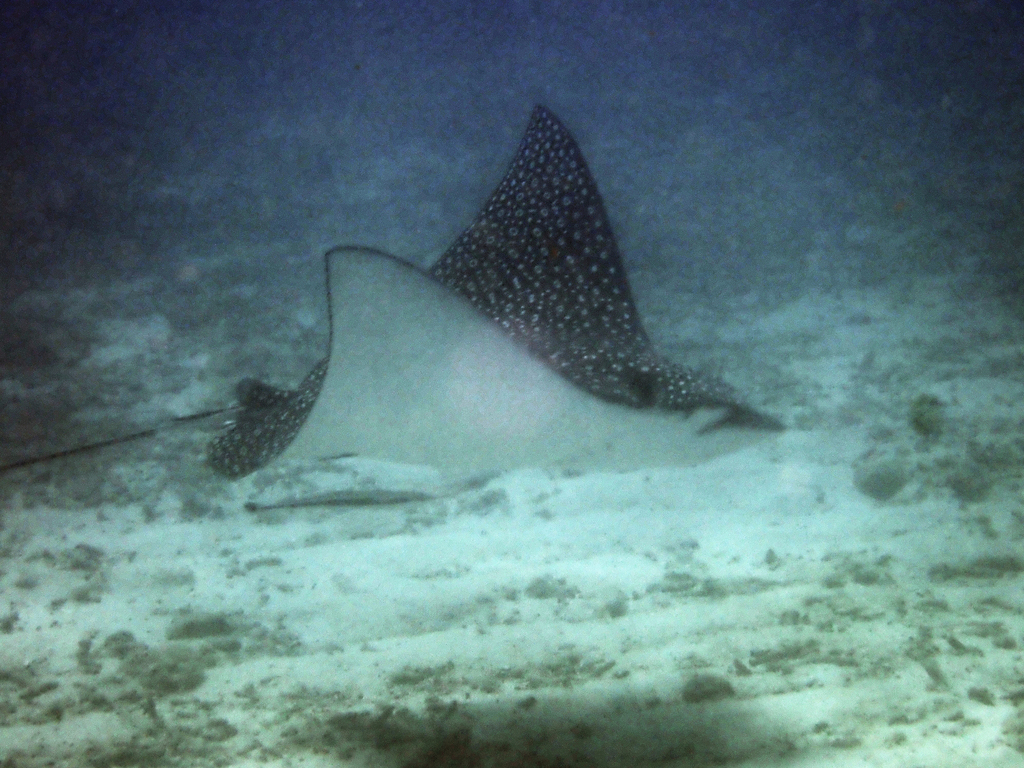 Painted Rays