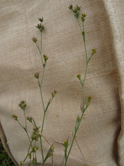 Bupleurum tenuissimum