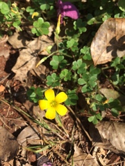 Oxalis niederleinii