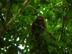 Plecturocebus discolor