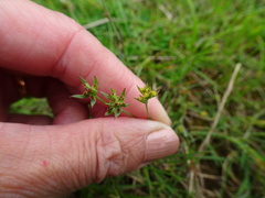 Bupleurum tenuissimum